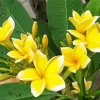 Yellow Frangipani Flowers Diamond Painting
