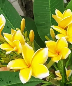 Yellow Frangipani Flowers Diamond Painting